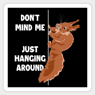 Don't Mind Me Just Hanging Around Eastern Gray Fox Squirrel Sticker